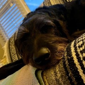 Meet your Posher, Tara